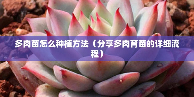 多肉苗怎么种植方法（分享多肉育苗的详细流程）