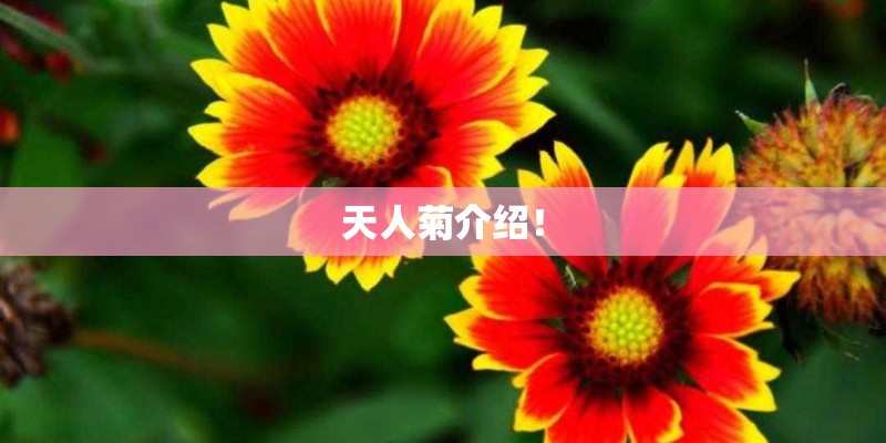 天人菊介绍！