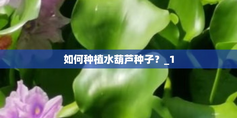 如何种植水葫芦种子？_1