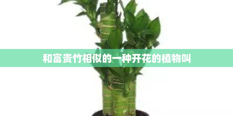 中国暴雨最大的地方是哪里？