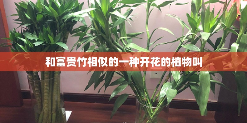 和富贵竹相似的一种开花的植物叫
