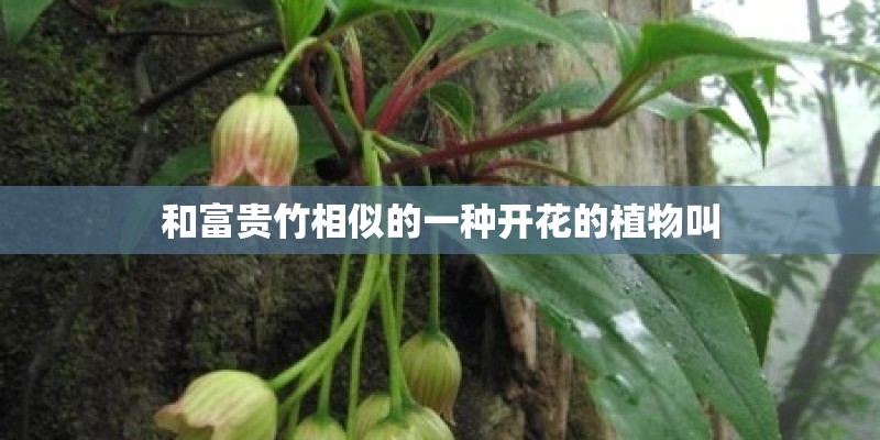 和富贵竹相似的一种开花的植物叫