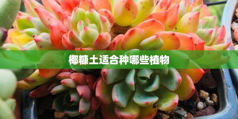 椰糠土适合种哪些植物