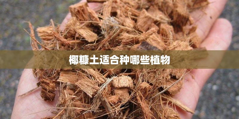 椰糠土适合种哪些植物