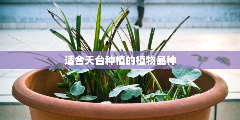 适合天台种植的植物品种