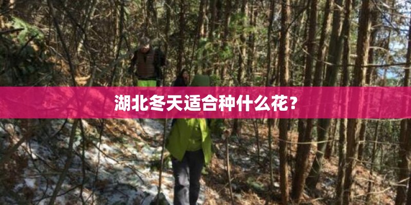 湖北冬天适合种什么花？