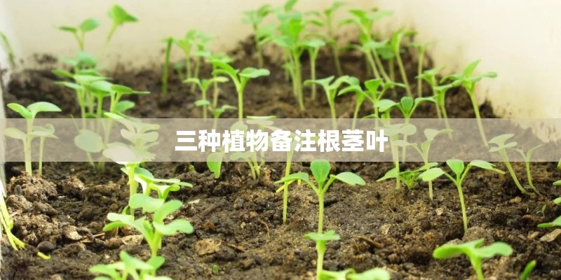 三种植物备注根茎叶