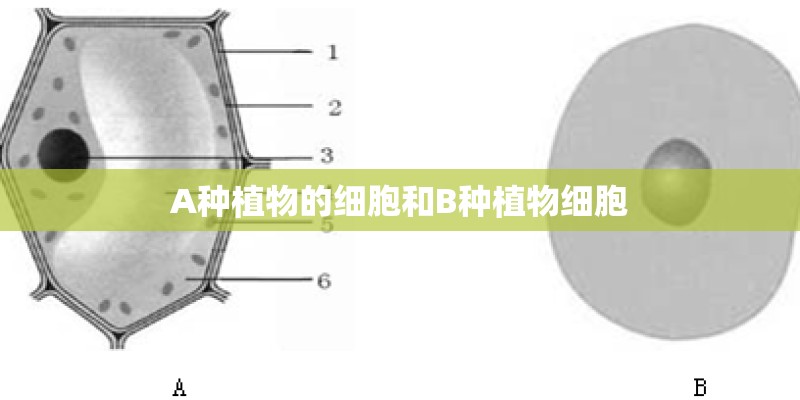 A种植物的细胞和B种植物细胞