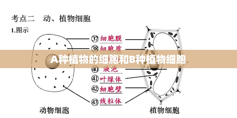 A种植物的细胞和B种植物细胞