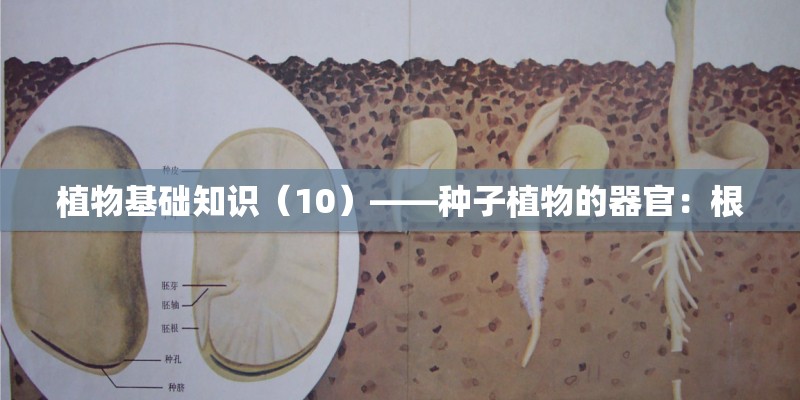 植物基础知识（10）——种子植物的器官：根