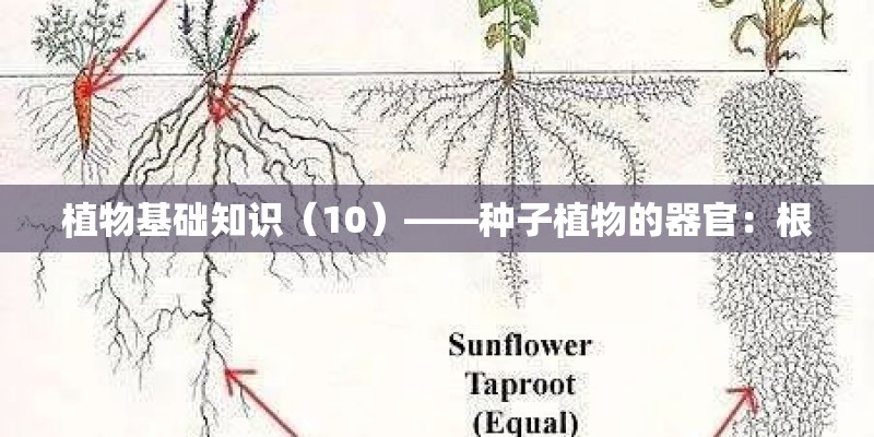 植物基础知识（10）——种子植物的器官：根