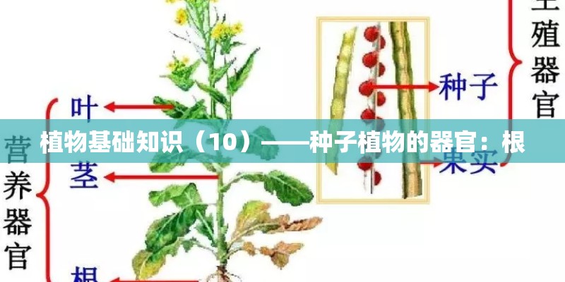 植物基础知识（10）——种子植物的器官：根