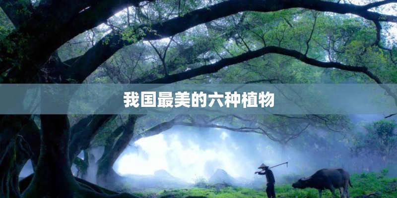 我国最美的六种植物