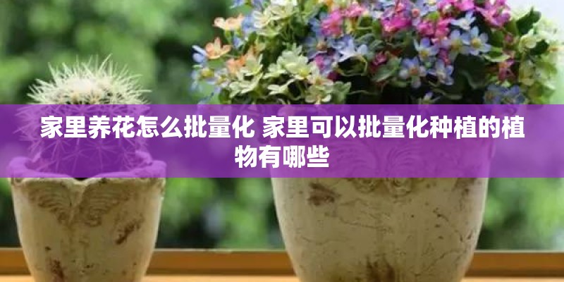 家里养花怎么批量化 家里可以批量化种植的植物有哪些
