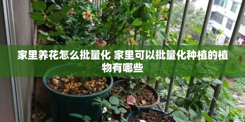 家里养花怎么批量化 家里可以批量化种植的植物有哪些