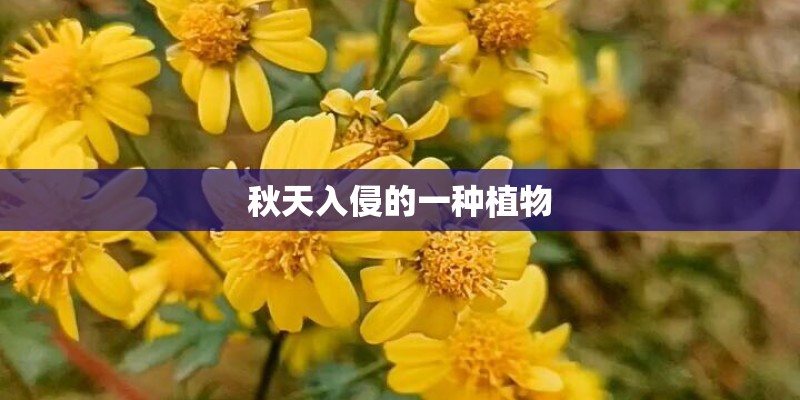 秋天入侵的一种植物