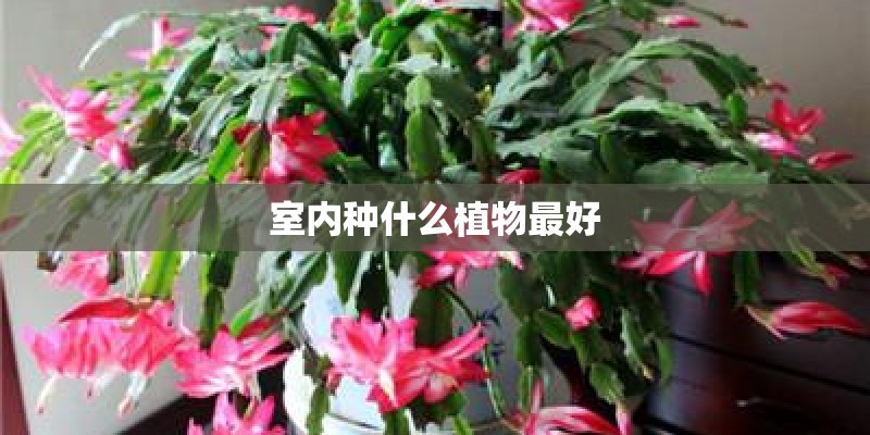室内种什么植物最好