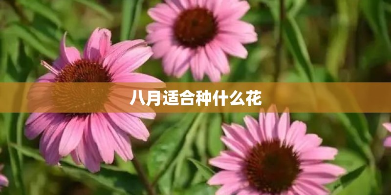 八月适合种什么花