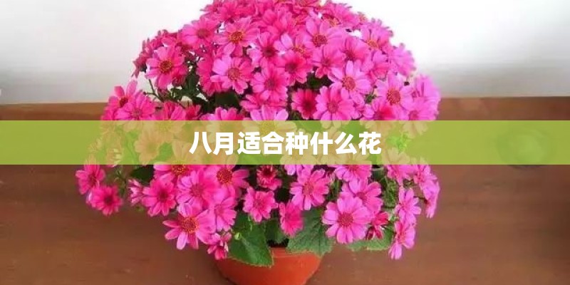 八月适合种什么花