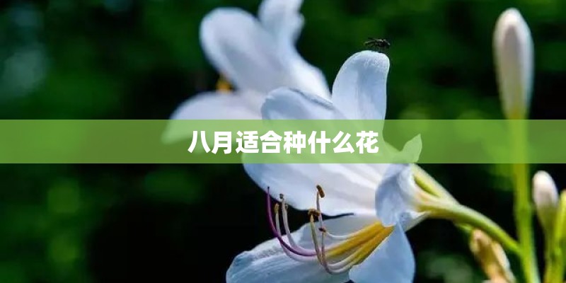 八月适合种什么花