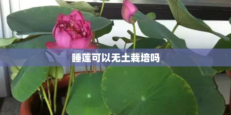 睡莲可以无土栽培吗