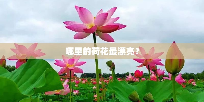 哪里的荷花最漂亮？