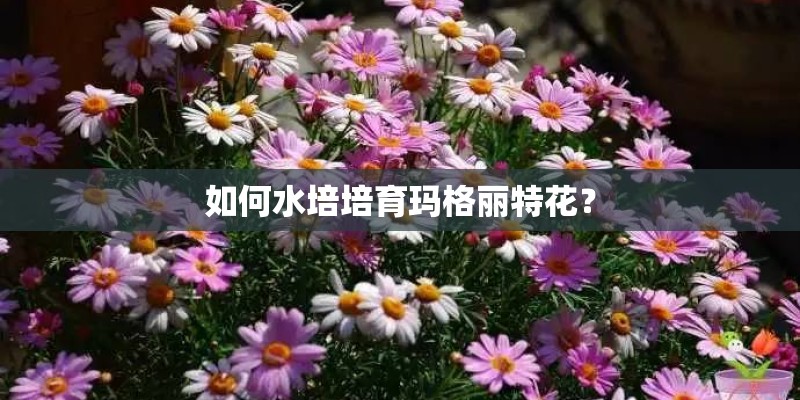 如何水培培育玛格丽特花？