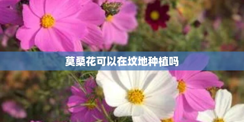 莫桑花可以在坟地种植吗