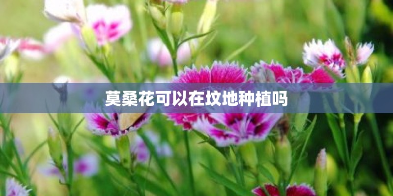 莫桑花可以在坟地种植吗