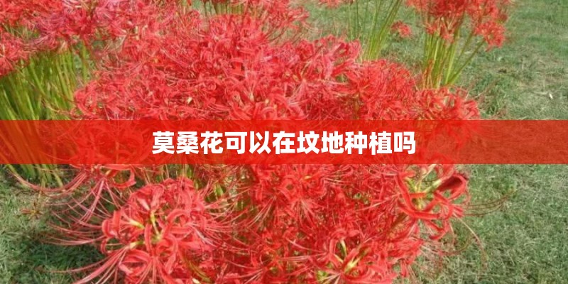 莫桑花可以在坟地种植吗