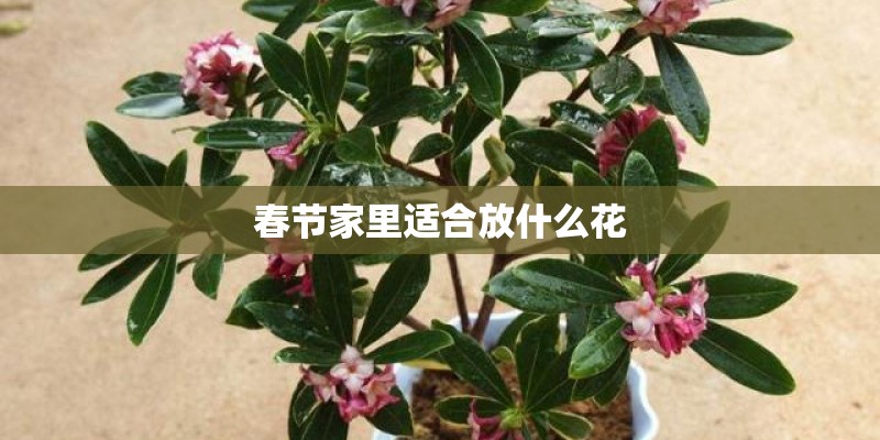 春节家里适合放什么花