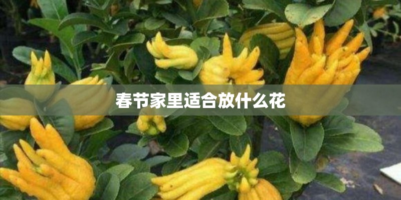 春节家里适合放什么花