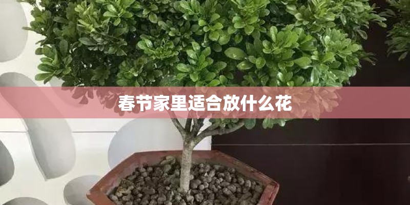 春节家里适合放什么花