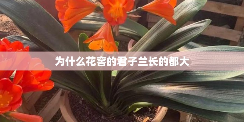 为什么花窖的君子兰长的都大