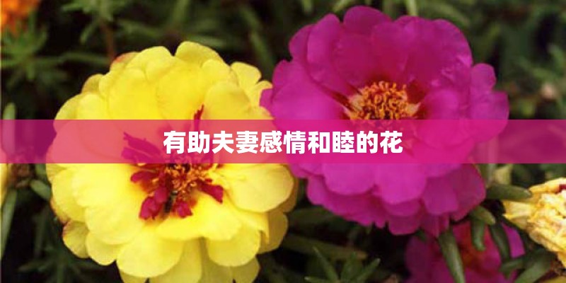 有助夫妻感情和睦的花