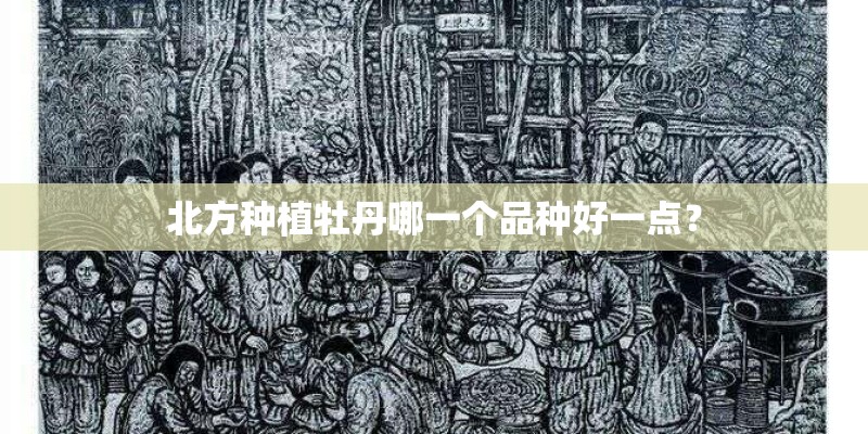 北方种植牡丹哪一个品种好一点？