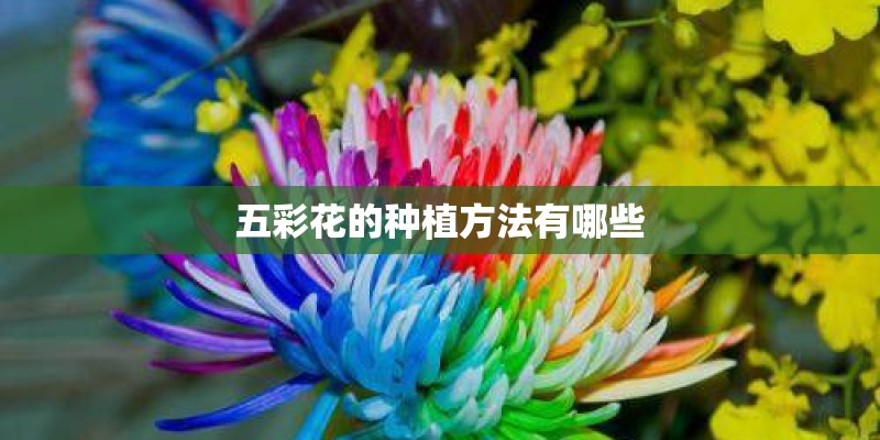 五彩花的种植方法有哪些