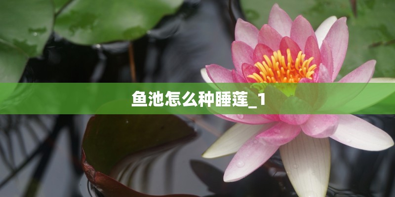 鱼池怎么种睡莲_1