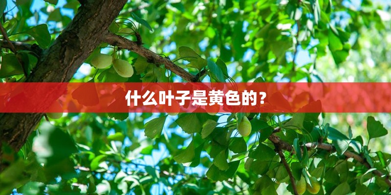 什么叶子是黄色的？