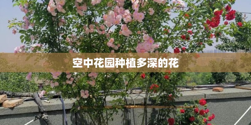 空中花园种植多深的花