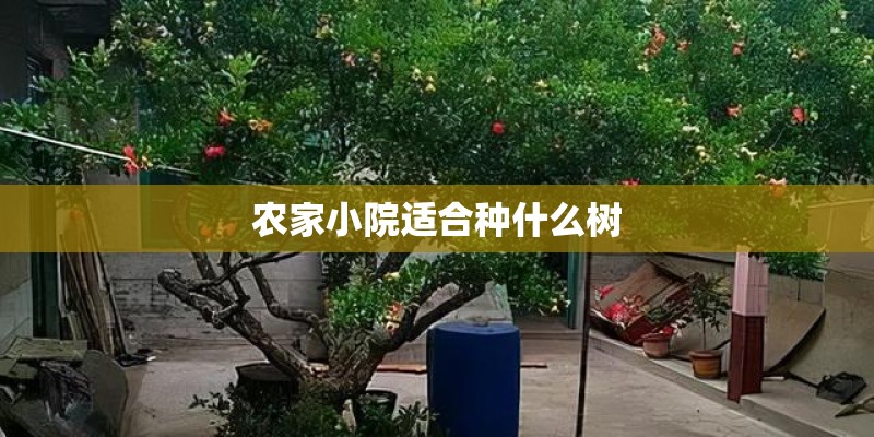 农家小院适合种什么树