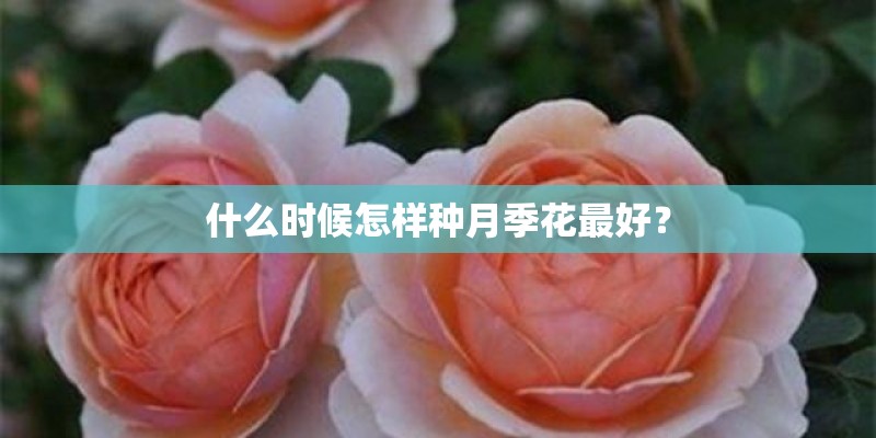 什么时候怎样种月季花最好？