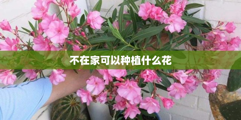 不在家可以种植什么花