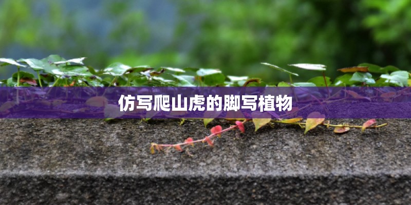 仿写爬山虎的脚写植物