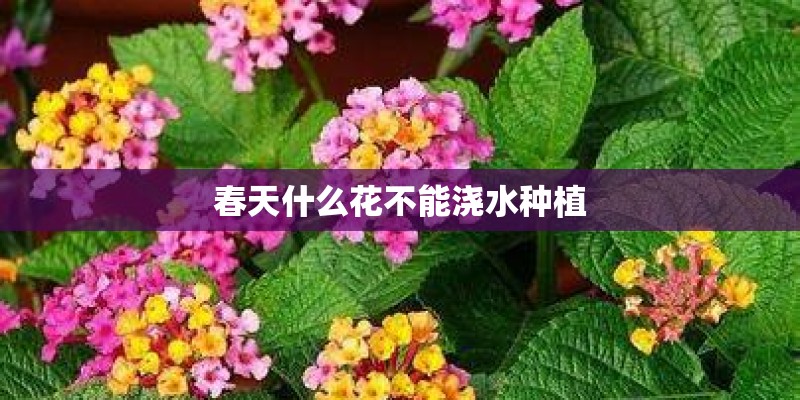 春天什么花不能浇水种植 春天什么花不能浇水种植