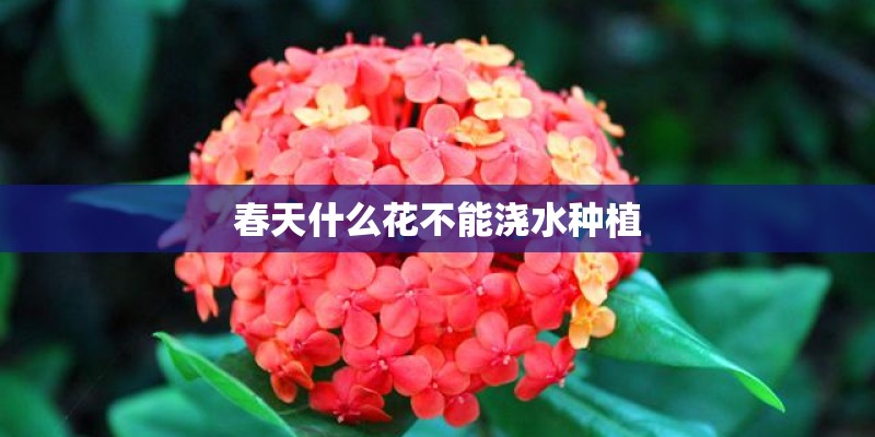春天什么花不能浇水种植 春天什么花不能浇水种植
