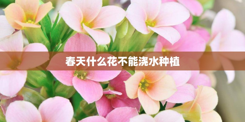 春天什么花不能浇水种植 春天什么花不能浇水种植