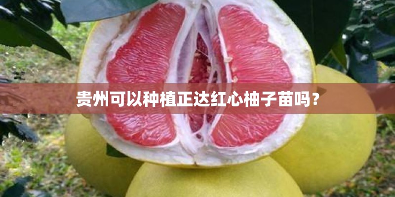 贵州可以种植正达红心柚子苗吗？