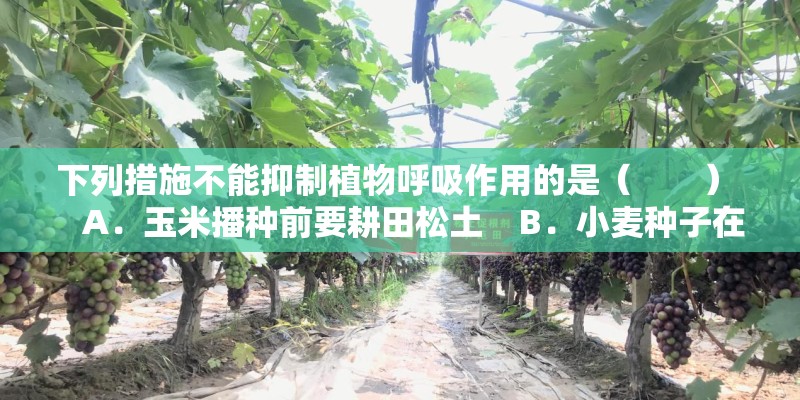 简单来说与一个sbags的意思是旅行一个人旅行的旅行体验s包