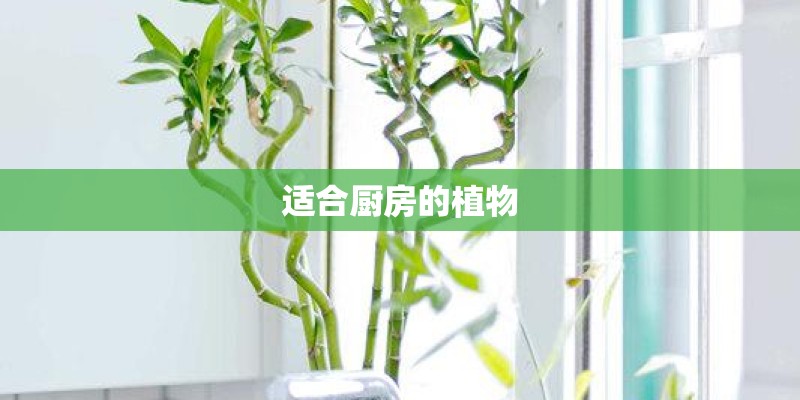 适合厨房的植物